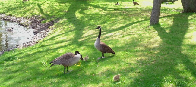 Geese on Green lawn