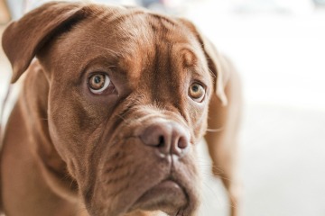 Brown dog with sad brown eyes